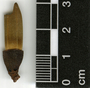 Pseudobombax ellipticoideum A. Robyns, Belize, M. Chanek 92, F